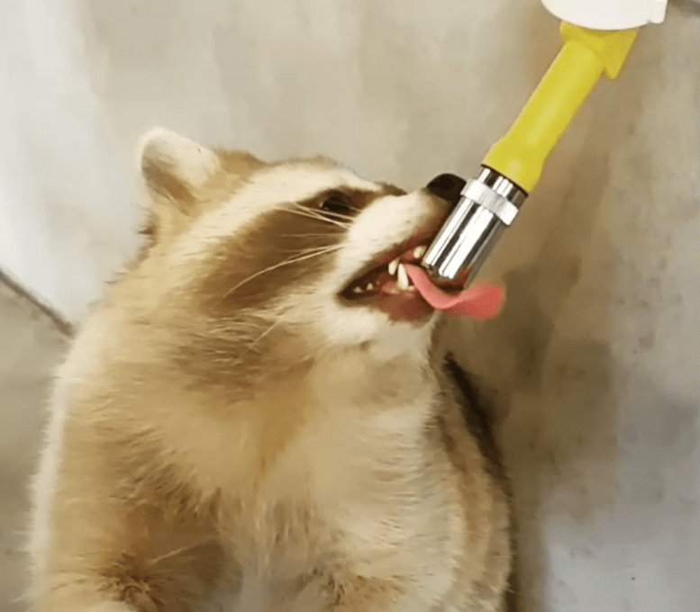 Raccoon drinking water