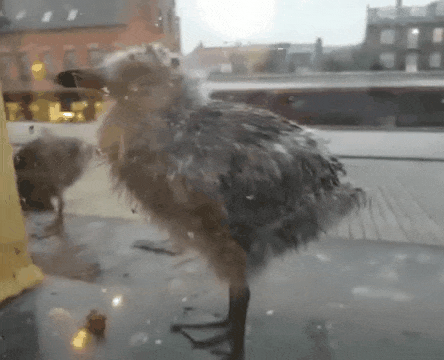 Copenhagen, once again