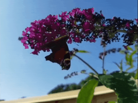 The day before the last day&nbsp;🦋