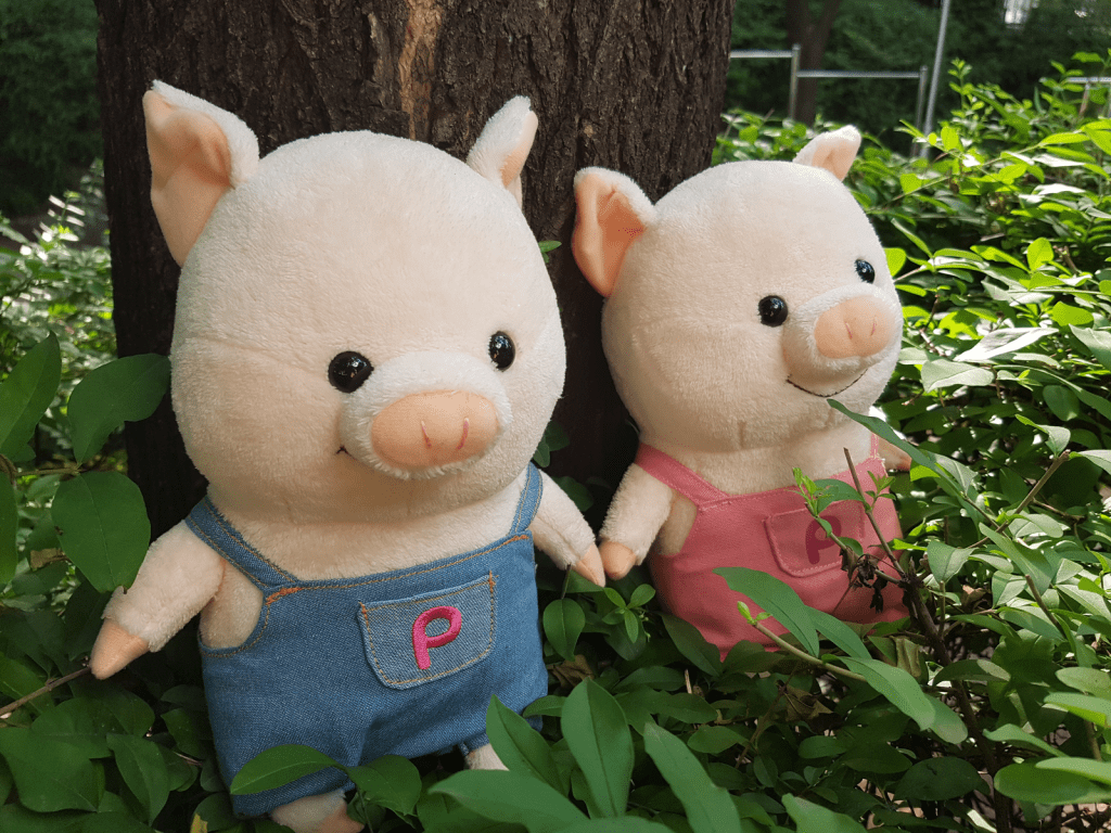 Minipig appreciation post&nbsp;🐷