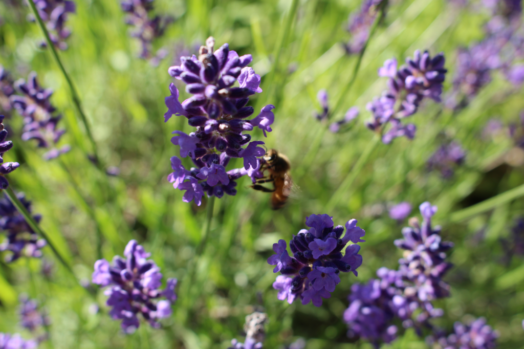 Summer garden of&nbsp;2019