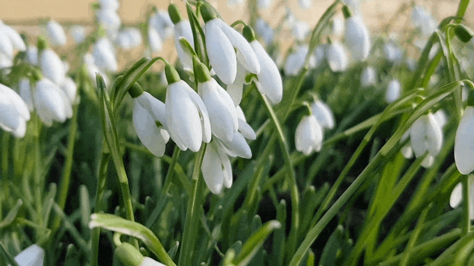 Gifs of spring 2020&nbsp;🌼