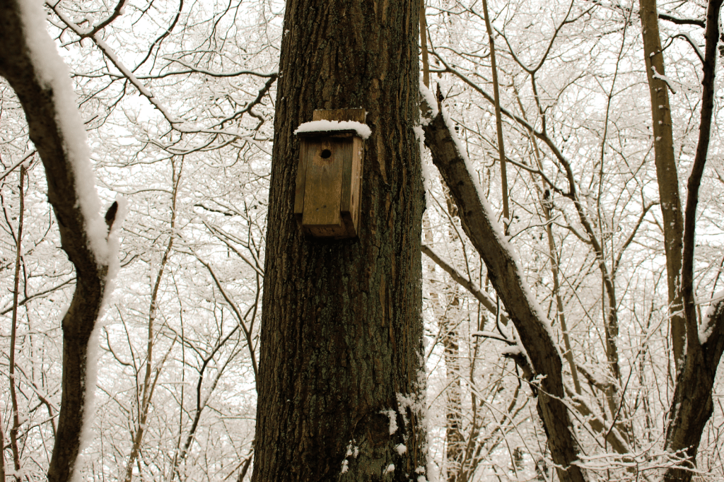 Winter wonderland ❄️