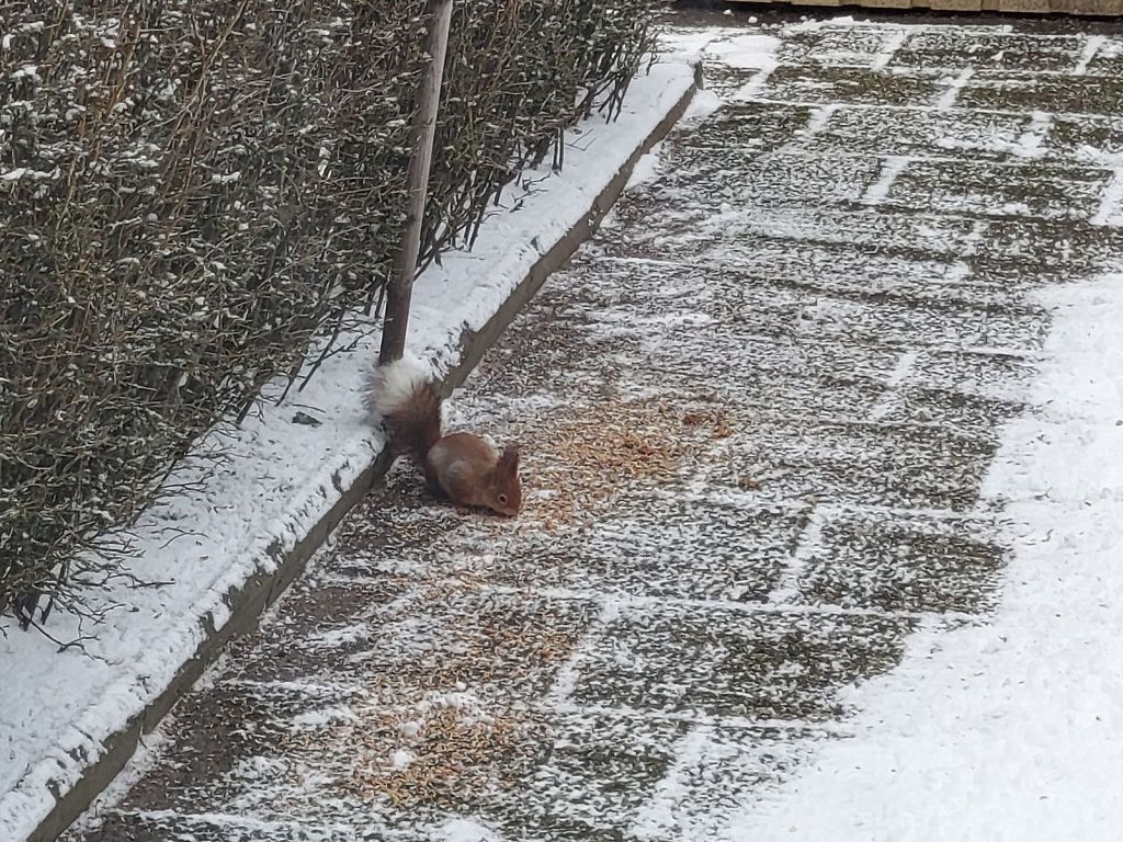 White tailed squirrel&nbsp;🐿️