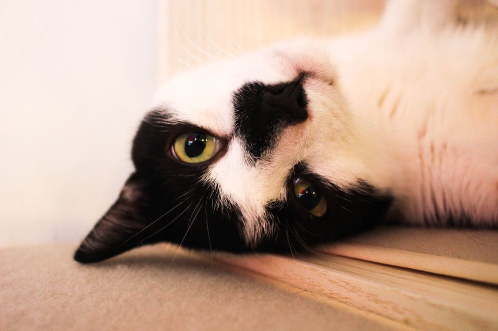 Café Miao in&nbsp;Copenhagen