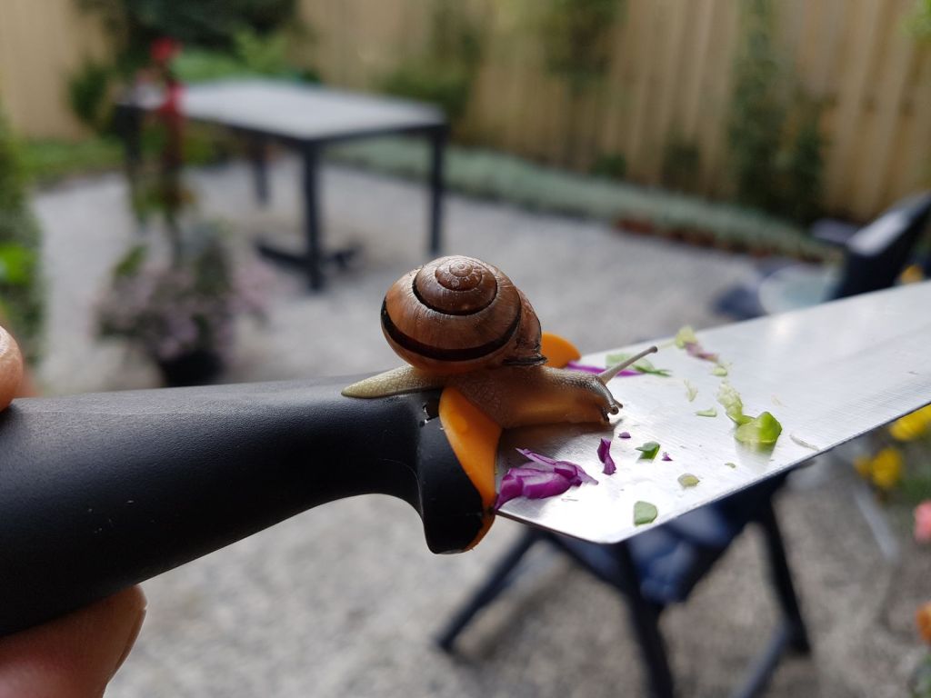 Snail on a knife&nbsp;🐌🔪