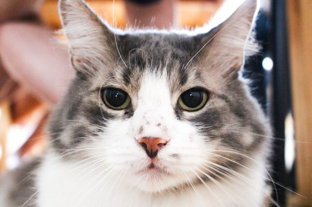 Zilvia & Ramnes&nbsp;🐱