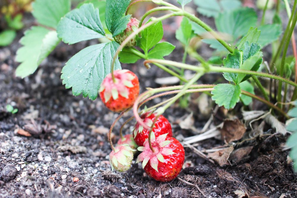 BBQ in the&nbsp;garden