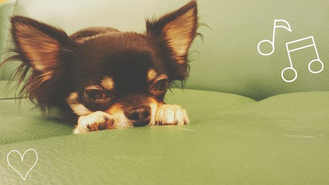 Bau House dog&nbsp;cafe