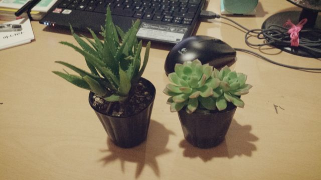Two new friends&nbsp;🌱🌱