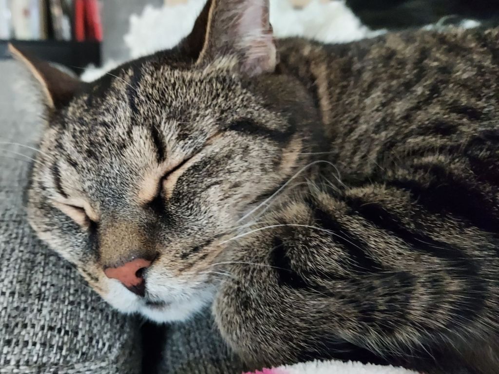 Cat sitting 🐱🐱