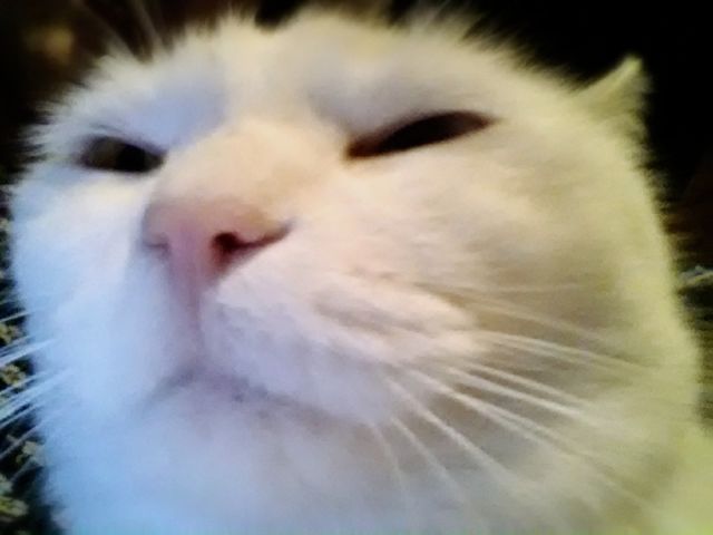 Undiscovered cat cafe