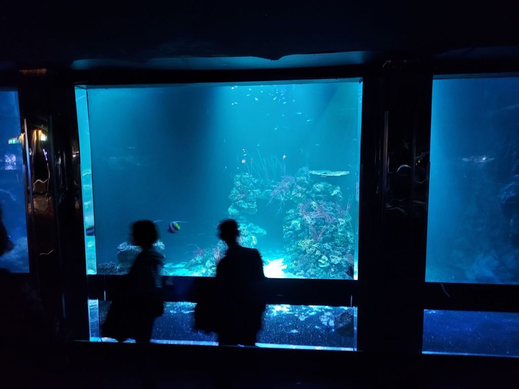 Butterfly House 🦋🦋🦋