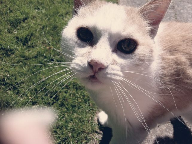 Vincent is in the&nbsp;yard