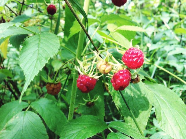 Picking raspberries