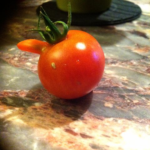 Mutated tomato