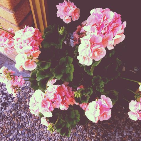 Pretty flowers