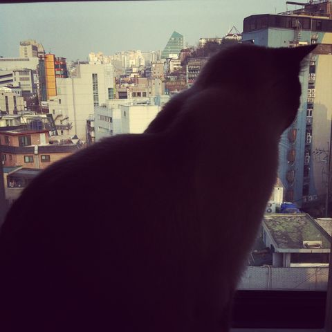 Sinchon’s cat cafe