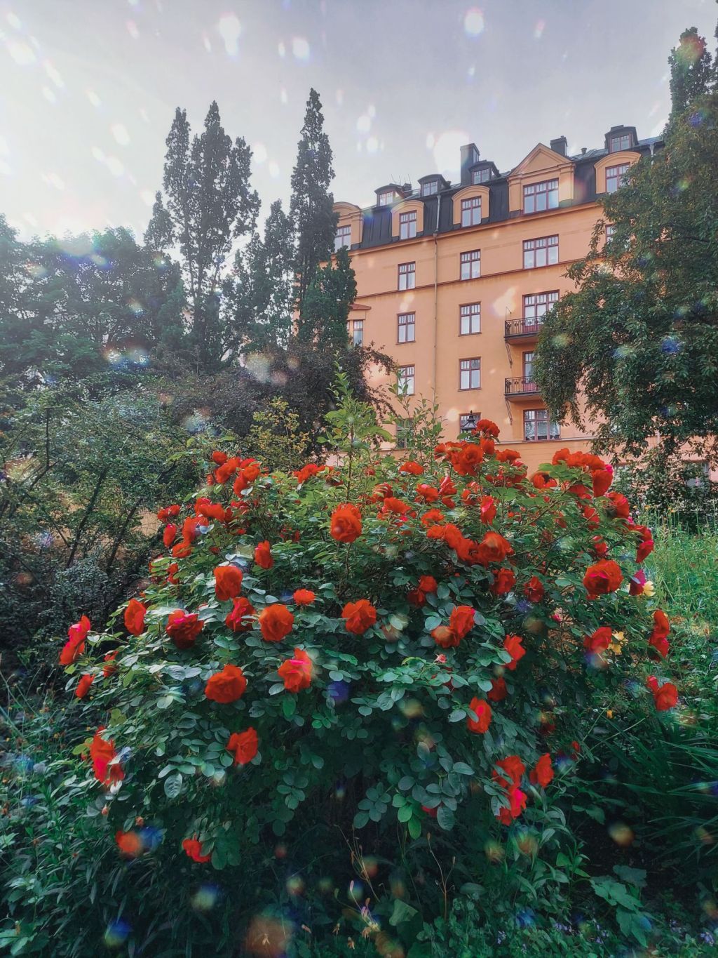 Streptococcus party 🎈