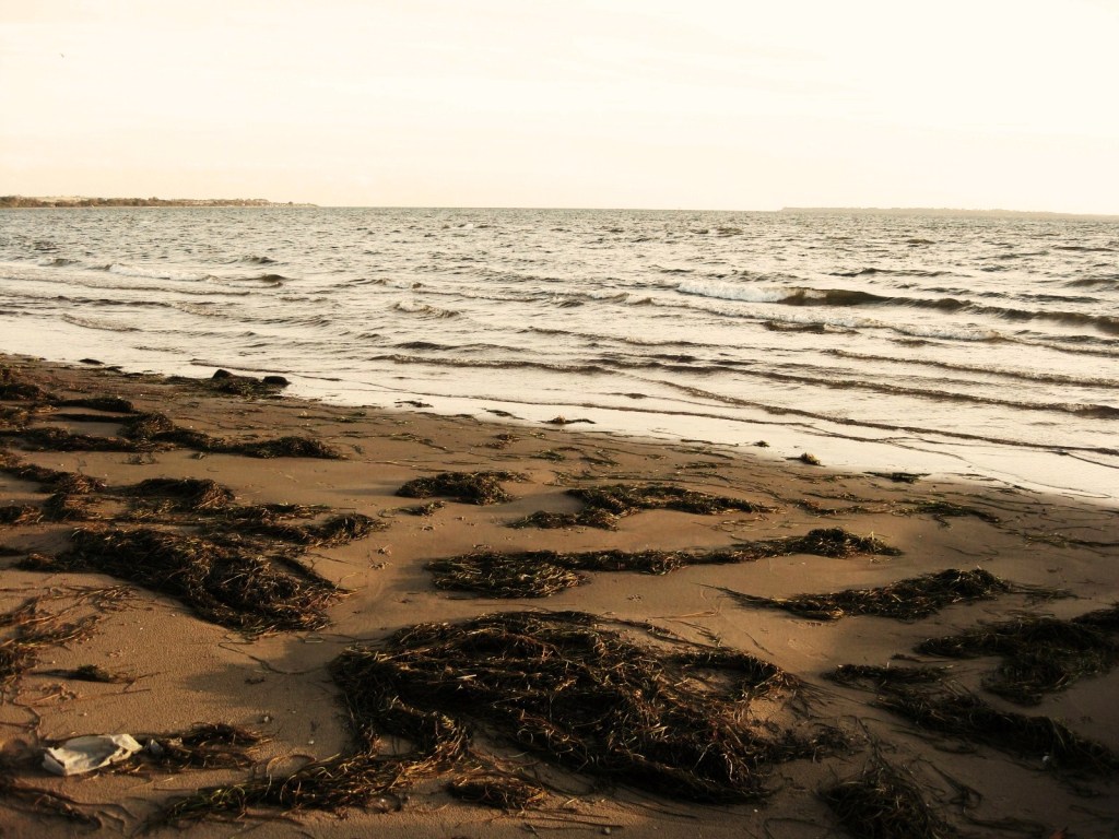 Råå vallar strand 2008&nbsp;(2)