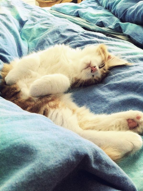 Lovely sleeping kitten
